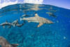 Blacktip reef sharks (Carcharhinus melanopterus) Yap, Micronesia PosterPrint - Item # VARDPI2424180