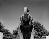 Elephant in zoo Poster Print - Item # VARSAL255418231