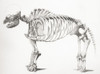 Skeleton of a mastodon, an extinct mammal related to the elephant. From The National Encyclopaedia, published c.1890. PosterPrint - Item # VARDPI2430409