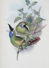 Blue-throated Groove-bill John Gould Poster Print - Item # VARSAL900140743