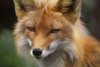 Captive: Close Up Of Red Fox At The Alaska Wildlife Conservation Center Along Turnagain Arm During Summer In Southcentral Alaska Captive PosterPrint - Item # VARDPI2099304