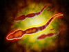 Microscopic view of a male sperm cell. Poster Print