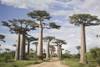 Baobab trees (Adansonia digitata) along a dirt road  Avenue of the Baobabs  Morondava  Madagascar Poster Print by Panoramic Images (36 x 24) - Item # PPI139052
