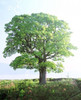 Single green tree standing in field with blue sky Poster Print by Panoramic Images (30 x 36) - Item # PPI118063