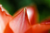 Red Tulip (Tulipa Cultivars), Extreme Close-Up On Petals. PosterPrint - Item # VARDPI1976392