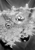 Christmas baubles on branch Poster Print - Item # VARSAL255422333