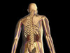 Transparent rear view of human body showing skeleton, kidney and nervous system Poster Print - Item # VARPSTSTK701112H