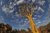 Quiver Tree With Cirrocumulus Floccus In Warm Orange; Namibia PosterPrint - Item # VARDPI2340111