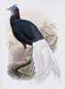 Bulwer's Pheasant John Gould Lithograph Poster Print - Item # VARSAL900139693