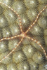 Micronesia, Close-Up Brittle Star (Ophiothrix Sp?) On Hard Coral (Diploastrea Heliopora) PosterPrint - Item # VARDPI2001618