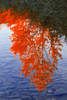 Autumn Reflections PosterPrint - Item # VARDPI1784108