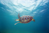 Hawaii, Green Sea Turtle (Chelonia Mydas) An Endangered Species. PosterPrint - Item # VARDPI1975917