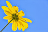 Yellow flower against a blue sky; Bolivia PosterPrint - Item # VARDPI2431911