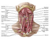 Anatomy of human hyoid bone and muscles, anterior view. Poster Print - Item # VARPSTSTK700556H