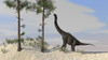 Large Brachiosaurus grazing on tall trees Poster Print - Item # VARPSTKVA600126P