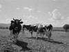 USA  New Hampshire  Lancaster  Holstein cows on pasture Poster Print - Item # VARSAL255424003
