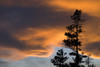 Silhouetted Tree At Sunset PosterPrint - Item # VARDPI1831840