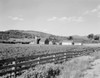 USA  Vermont  Guildhall  Farm view with plank fence and field of potatoes Poster Print - Item # VARSAL255424778