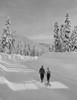 Young couple walking and pulling sled Poster Print - Item # VARSAL255419391