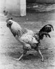 Rooster walking in the dirt Poster Print - Item # VARSAL25529627