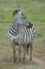 Zebra standing in a field  Ngorongoro Conservation Area  Arusha Region  Tanzania (Equus burchelli chapmani) Poster Print by Panoramic Images (16 x 24) - Item # PPI95911