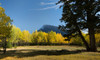 Aspen trees in autumn, Mount Rundle, Banff National Park, Alberta, Canada Poster Print - Item # VARPPI166946