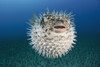 Hawaii, The spotted porcupinefish (Diodon hystrix) floating in deep blue pacific waters. PosterPrint - Item # VARDPI2116915