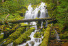 Proxy Falls In Willamette National Forest; Oregon, United States of America PosterPrint - Item # VARDPI1998562