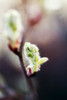 Selective Focus On Single Green Bud, Cottonwood Tree PosterPrint - Item # VARDPI1976359