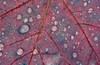 Water Droplets on Maple Leaf Poster Print by Panoramic Images (19 x 12) - Item # PPI102279