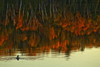 http://c328301.r1.cf1.rackcdn.com/DPI2037450LARGE.jpg