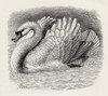 Swan Driving Away An Intruder. Illustration Drawn From Life By Mr. Wood From The Book The Expression Of The Emotions In Man And Animals By Charles Darwin, From The Popular Edition Published 1904. PosterPrint - Item # VARDPI1862847