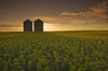 Bloom Stage Canola Field With Grain Bins In The Background, Tiger Hills, Manitoba PosterPrint - Item # VARDPI2039674