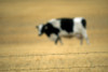 Grazing Cow, Alberta, Canada PosterPrint