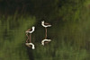 Close-up of two Black-Winged stilts (Himantopus himantopus) in water  Keoladeo National Park  Rajasthan  India Poster Print by Panoramic Images (16 x 11) - Item # PPI125718