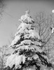 Tree covered in snow Poster Print - Item # VARSAL255423164