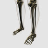 Three dimensional view of human leg and feet bones Poster Print