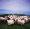 Herding Sheep, Inishtooskert, Blasket Islands,Co Kerry, Ireland PosterPrint - Item # VARDPI1814604