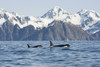 killer whale, or orcas, Orcinus orca, cow and calf swimming in Resurrection Bay, Kenai Fjords National Park, outside Seward, southcentral Alaska, spring PosterPrint - Item # VARDPI2619601