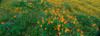 http://c328301.r1.cf1.rackcdn.com/PPI160854L.jpg
