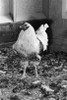 Chicken standing in henhouse Poster Print