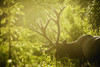 An elk (cervus canadensis) with large antlers grazing in warm evening light, jasper national park;Alberta, canada PosterPrint - Item # VARDPI2323077