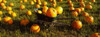 http://c328301.r1.cf1.rackcdn.com/PPI146101S.jpg