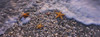 Starfish on a Beach  Gulf Of Mexico  Florida Poster Print by Panoramic Images (33 x 12) - Item # PPI95682