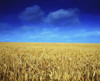 Co Louth,Ireland;Wheat Field PosterPrint - Item # VARDPI1809200