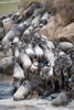 Herd of wildebeests crossing a river  Mara River  Masai Mara National Reserve  Kenya Poster Print by Panoramic Images (24 x 36) - Item # PPI119301