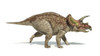 Triceratops dinosaur on white background with drop shadow Poster Print - Item # VARPSTVET600047P