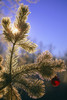 Christmas Ornament Hanging From Tree Outdoors PosterPrint - Item # VARDPI1765726