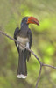 Crowned Hornbill perching on a branch  Lake Manyara  Arusha Region  Tanzania (Tockus alboterminatus) Poster Print by Panoramic Images (16 x 24) - Item # PPI95927