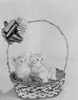 Two kittens in basket Poster Print - Item # VARSAL255423057